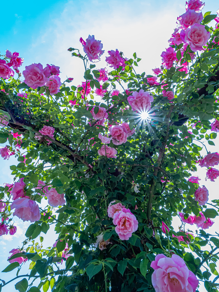 花 + GH6 ⑦
