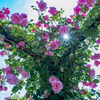 花 + GH6 ⑦