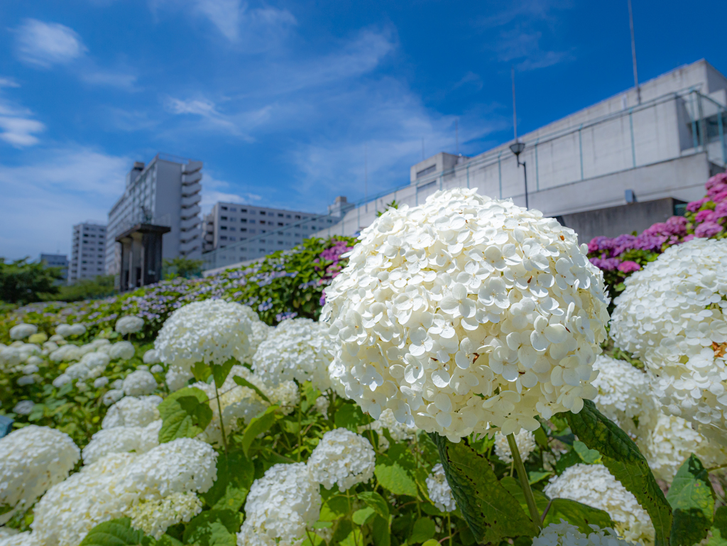 GH6 + LEICA DG SUMMILUX 9mm/F1.7 ASPH. ②