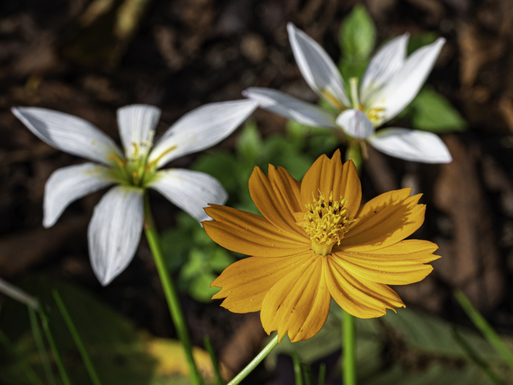 SIGMA 56mm F1.4 DC DN 54