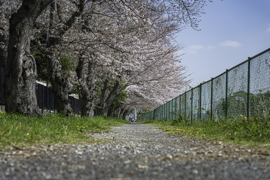 桜と小路