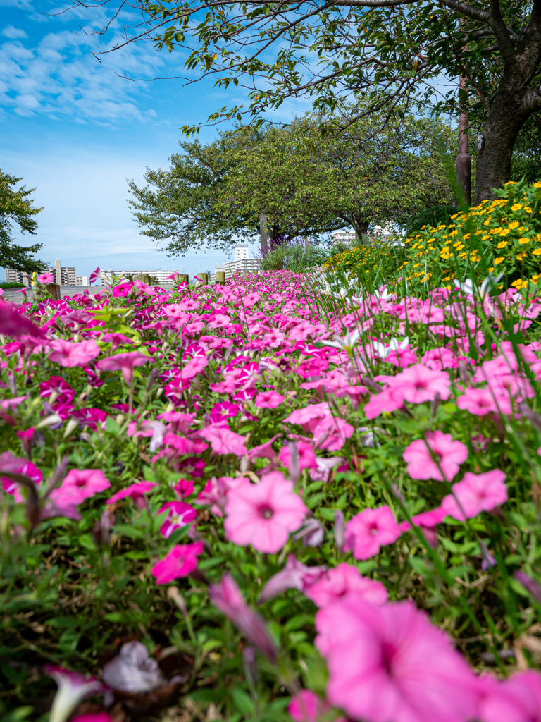 広角レンズの　広角側と望遠側の差　花畑編②