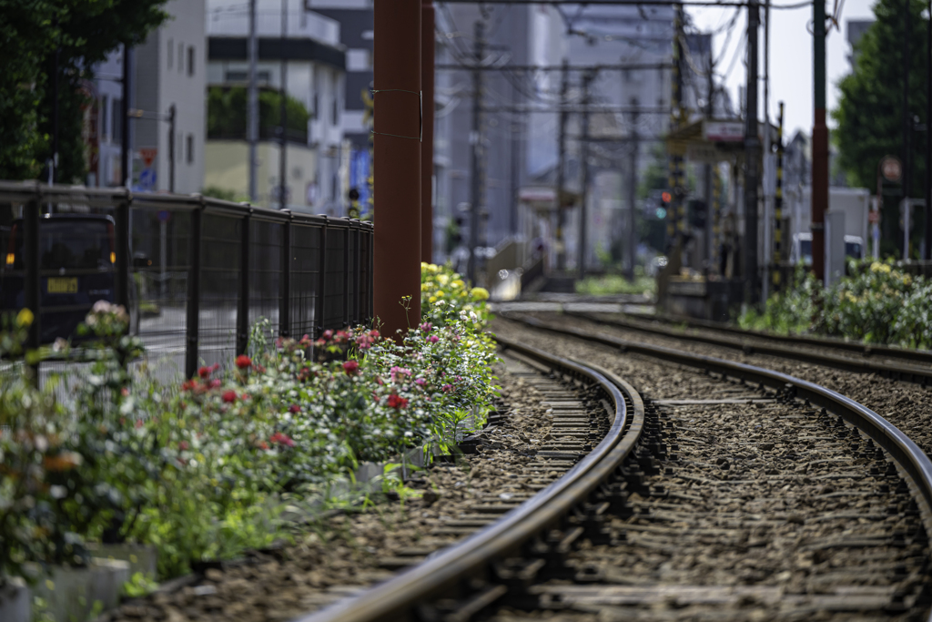 路線の薔薇