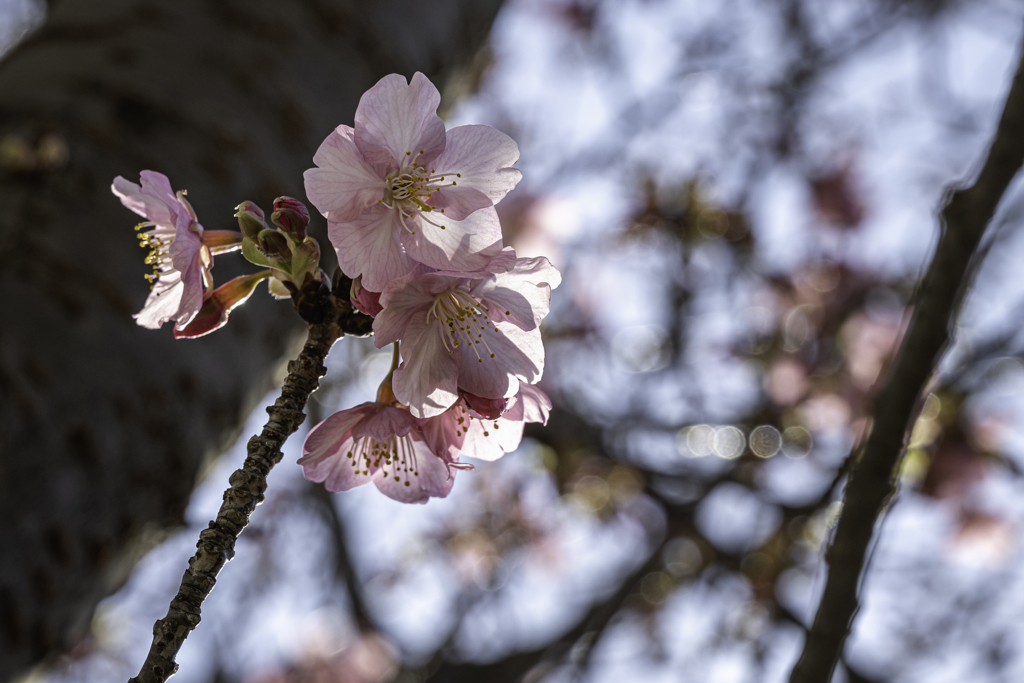 河津桜2