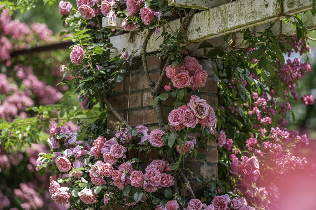 薔薇