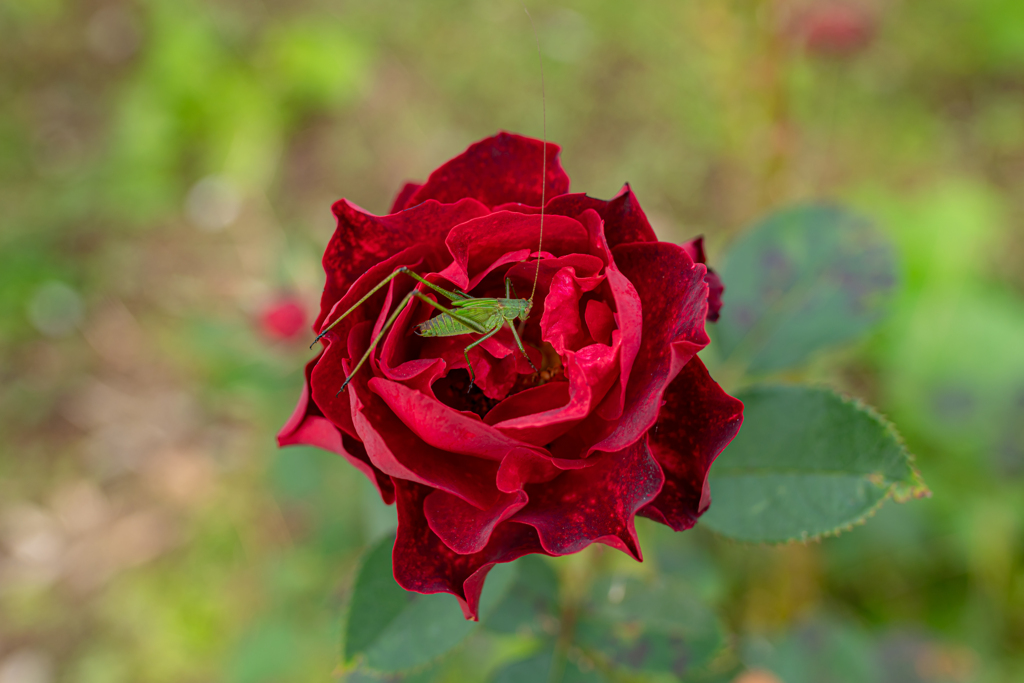 秋の薔薇　⑪