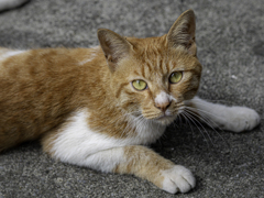 SIGMA 56mm F1.4 DC DN 51