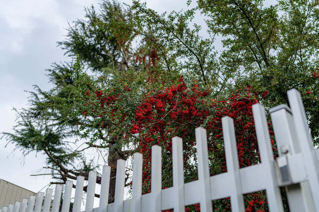 D850 35mmでの作例②