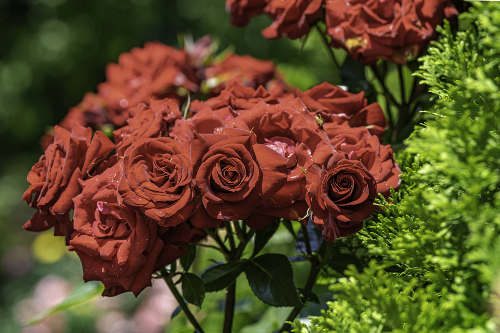 紅い薔薇