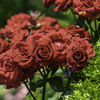 紅い薔薇