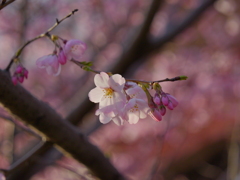 GH6 + LEICA DG VARIO-ELMARIT 12-60mm ⑥