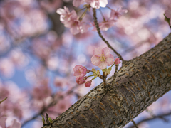 河津桜 河津桜