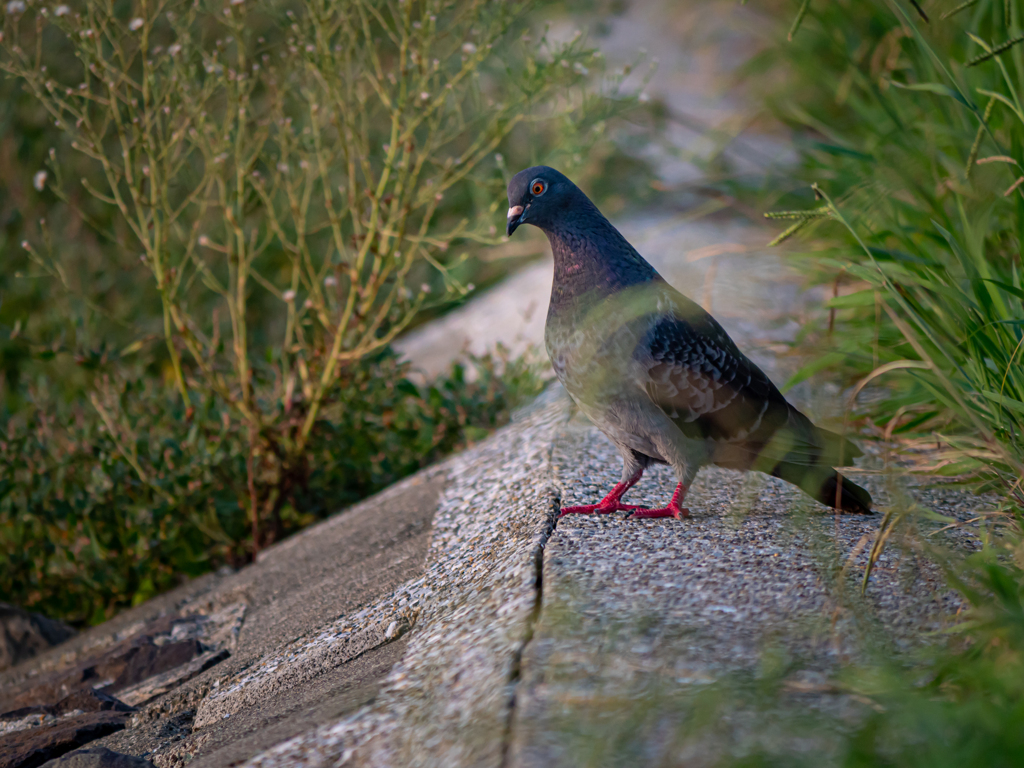 ハト　夏の終わり⑨