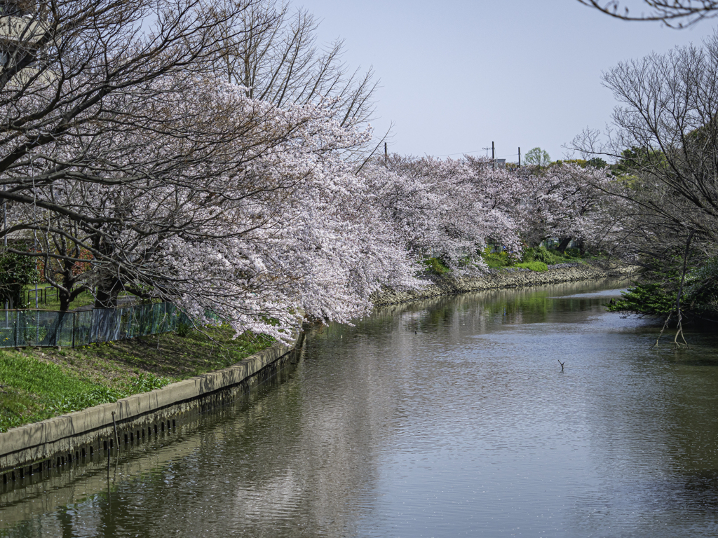 桜