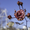 薔薇