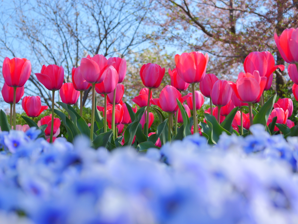 GH6+LUMIX G MACRO 30mm/F2.8⑦