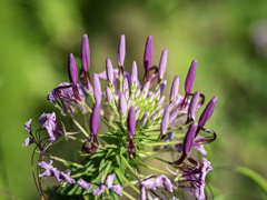 SIGMA 56mm F1.4 DC DN ④