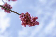 緋寒桜