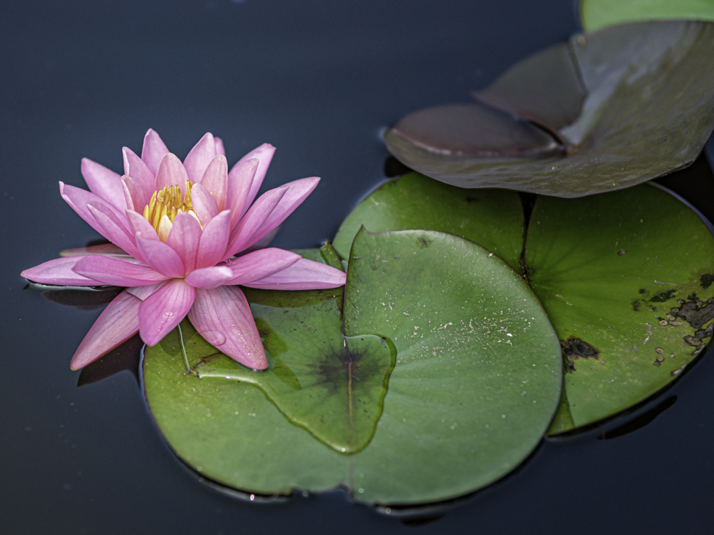 SIGMA 56mm F1.4 DC DN 40