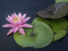 SIGMA 56mm F1.4 DC DN 40