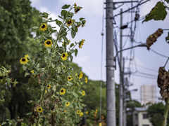 SIGMA 56mm F1.4 DC DN 22