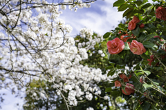 春花