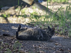 SIGMA 56mm F1.4 DC DN 33