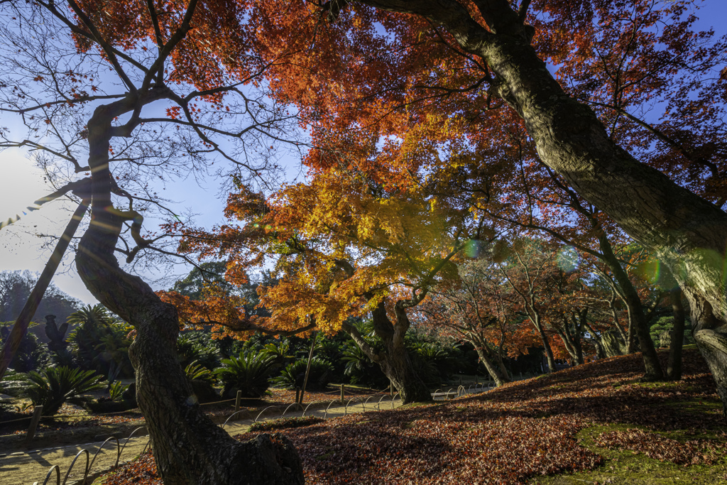 岡山-後楽園-11