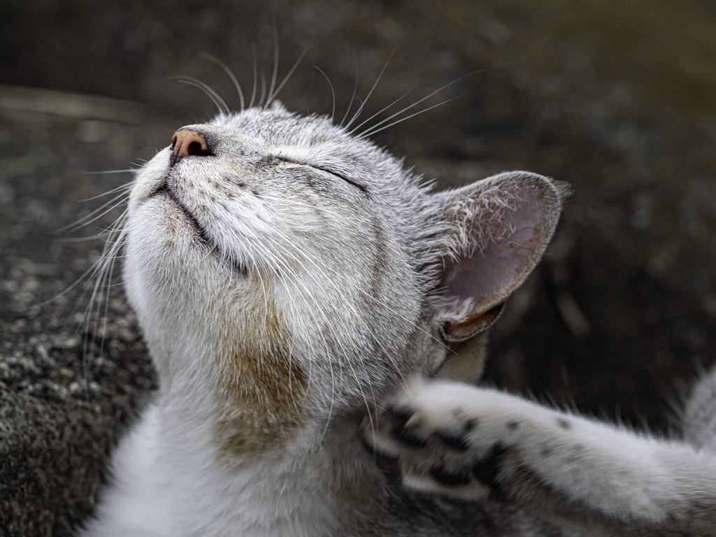 SIGMA 56mm F1.4 DC DN 25