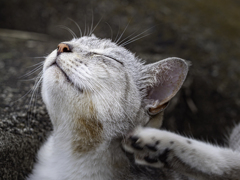 SIGMA 56mm F1.4 DC DN 25