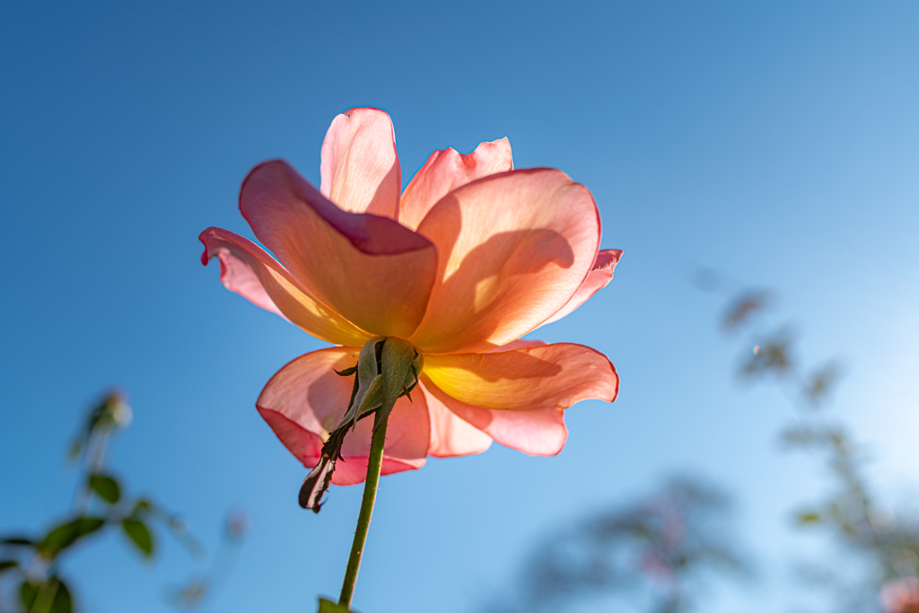 秋の薔薇　⑩