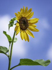 SIGMA 56mm F1.4 DC DN ⑯