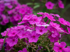 ピンクの花　夏の終わり⑤