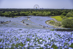 ひたち海浜公園⑥