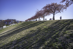 河津桜の影 河津桜の影