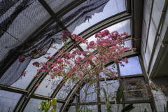 室内の桜