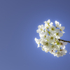 シグマ 85mm F1.4 DG HSM 春花作例④