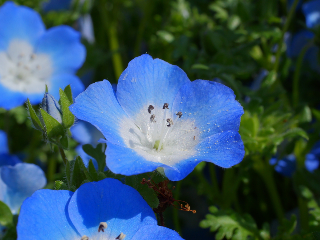 GH6+LUMIX G MACRO 30mm/F2.8③