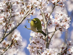 メジロと桜