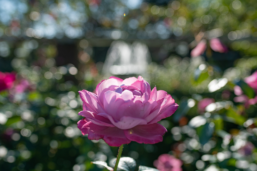 秋の薔薇　⑧