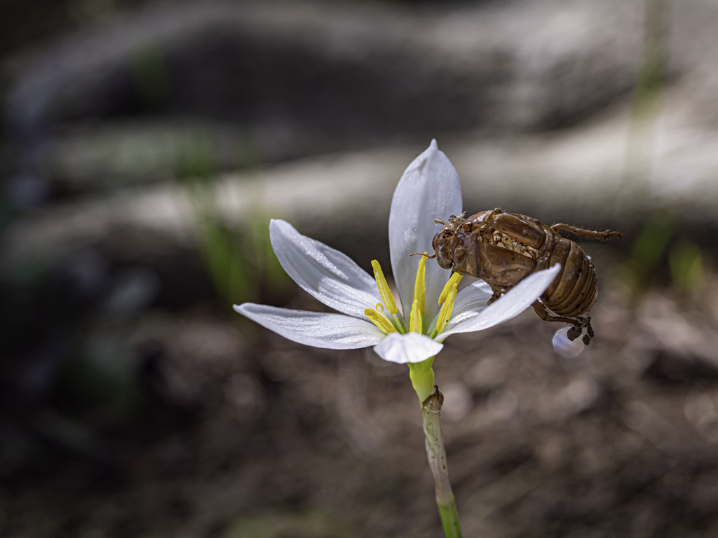 SIGMA 56mm F1.4 DC DN 52