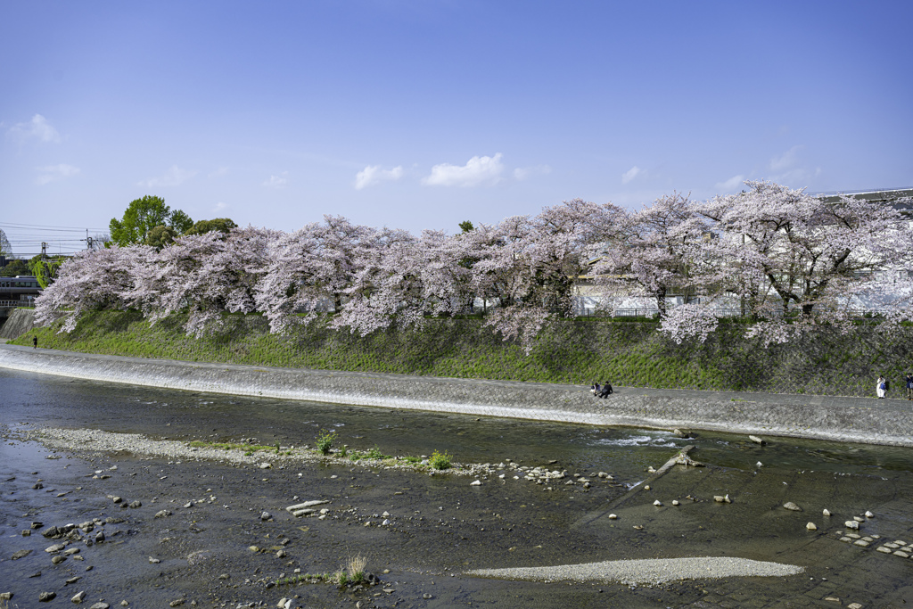 桜・京都