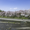 桜・京都