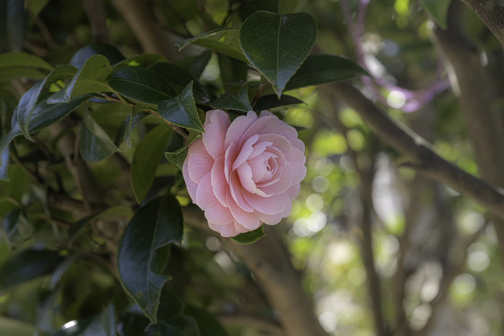 葛西臨海公園、山茶花