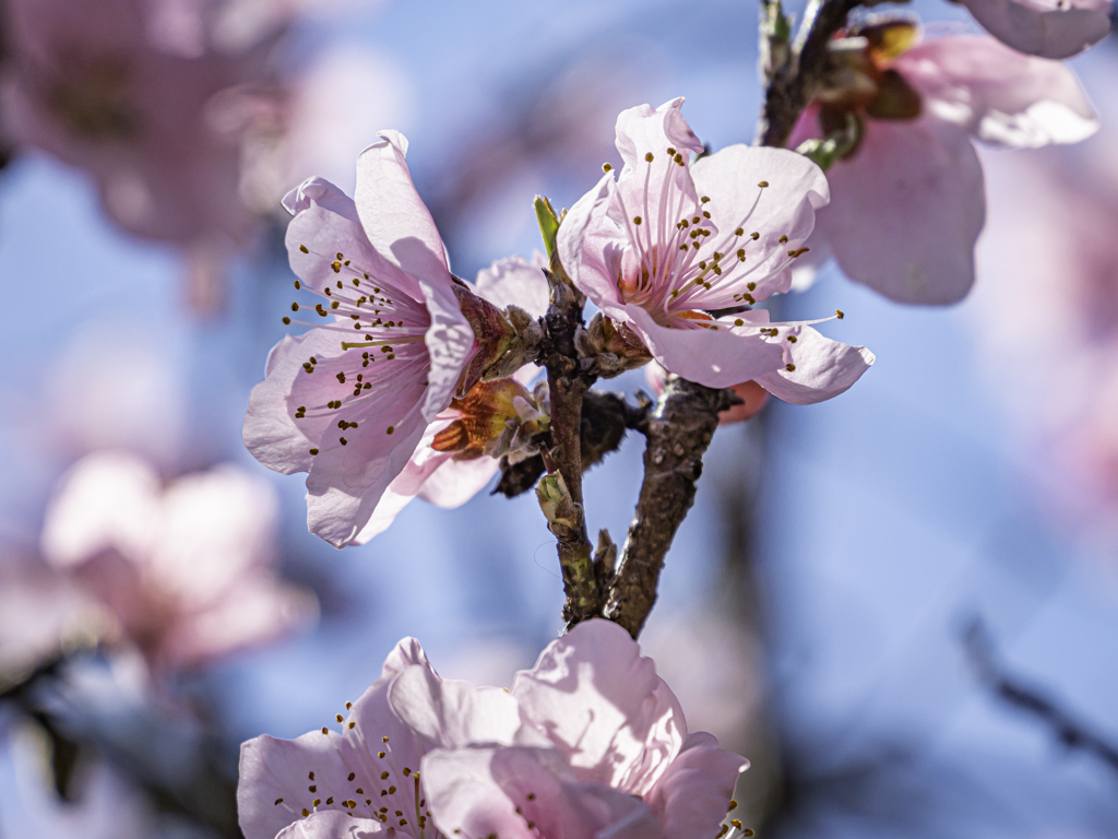 河津桜