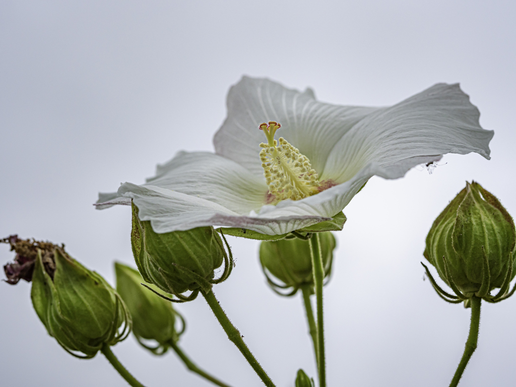 SIGMA 56mm F1.4 DC DN 41