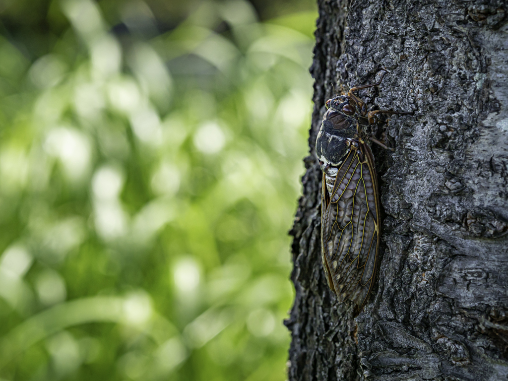 SIGMA 56mm F1.4 DC DN ②