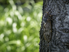 SIGMA 56mm F1.4 DC DN ②