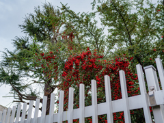 G9 Pro  15mmでの作例②