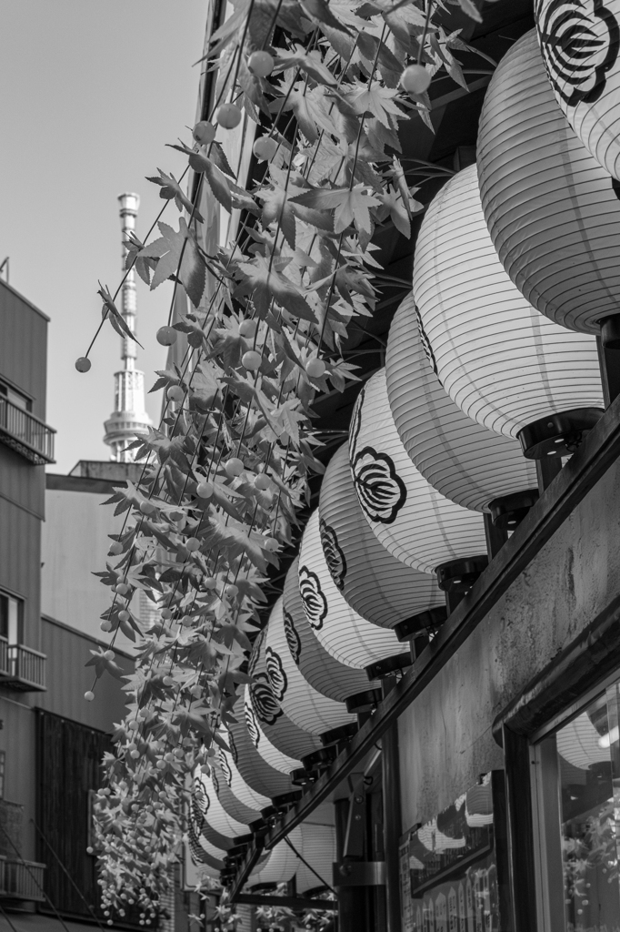 G9Ⅱ + G 42.5mm/F1.7 ASPH./POWER O.I.S. ⑧